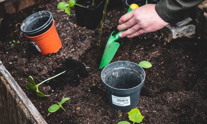 siembra de plantas en tarros